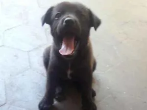 Cachorro raça Vira Lata idade Abaixo de 2 meses nome Pepa