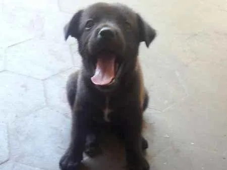 Cachorro ra a Vira Lata idade Abaixo de 2 meses nome Pepa