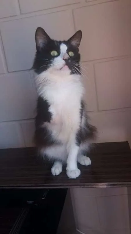 Gato ra a SRD idade 2 anos nome COKKIE