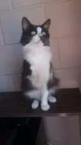 COKKIE
