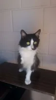 COKKIE