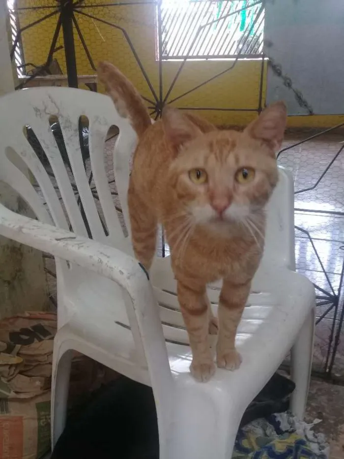 Gato ra a Srd idade 2 anos nome Lourinho