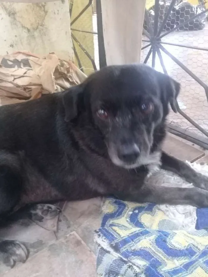 Cachorro ra a Srd idade 6 ou mais anos nome Pretinha