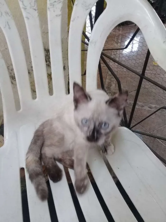 Gato ra a Siamês  idade 2 a 6 meses nome Lolita