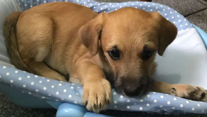 Cachorro ra a SRD idade 2 a 6 meses nome Pépe