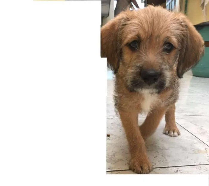 Cachorro ra a SRD idade 2 a 6 meses nome Niko