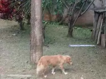 Cachorro ra a vira lata idade 5 anos nome paloma