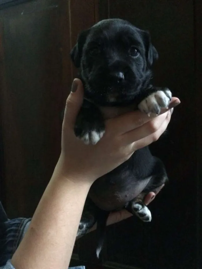 Cachorro ra a Sem raça.  idade Abaixo de 2 meses nome Sem nome 