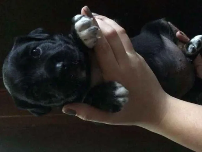 Cachorro ra a Sem raça.  idade Abaixo de 2 meses nome Sem nome 