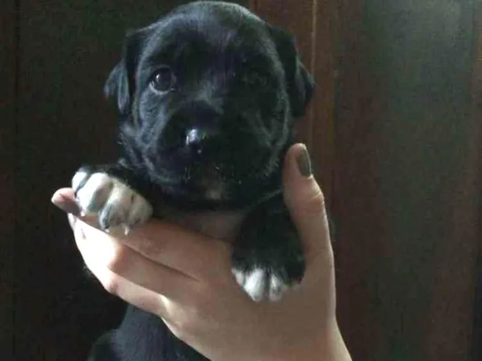 Cachorro ra a Sem raça.  idade Abaixo de 2 meses nome Sem nome 