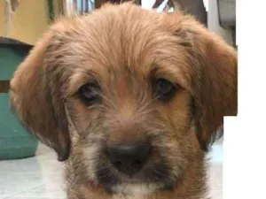 Cachorro raça SRD idade 2 a 6 meses nome Niko