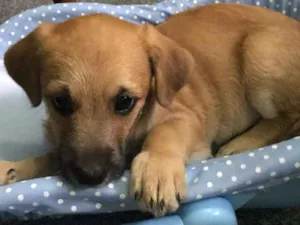 Cachorro raça SRD idade 2 a 6 meses nome Pépe