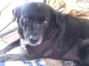 Cachorro raça Srd idade 6 ou mais anos nome Pretinha