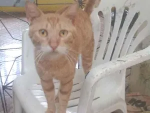 Gato raça Srd idade 2 anos nome Lourinho