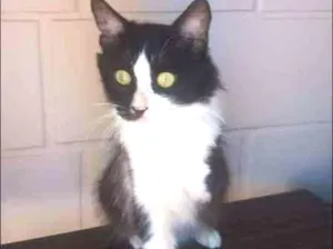 Gato raça SRD idade 2 anos nome COKKIE