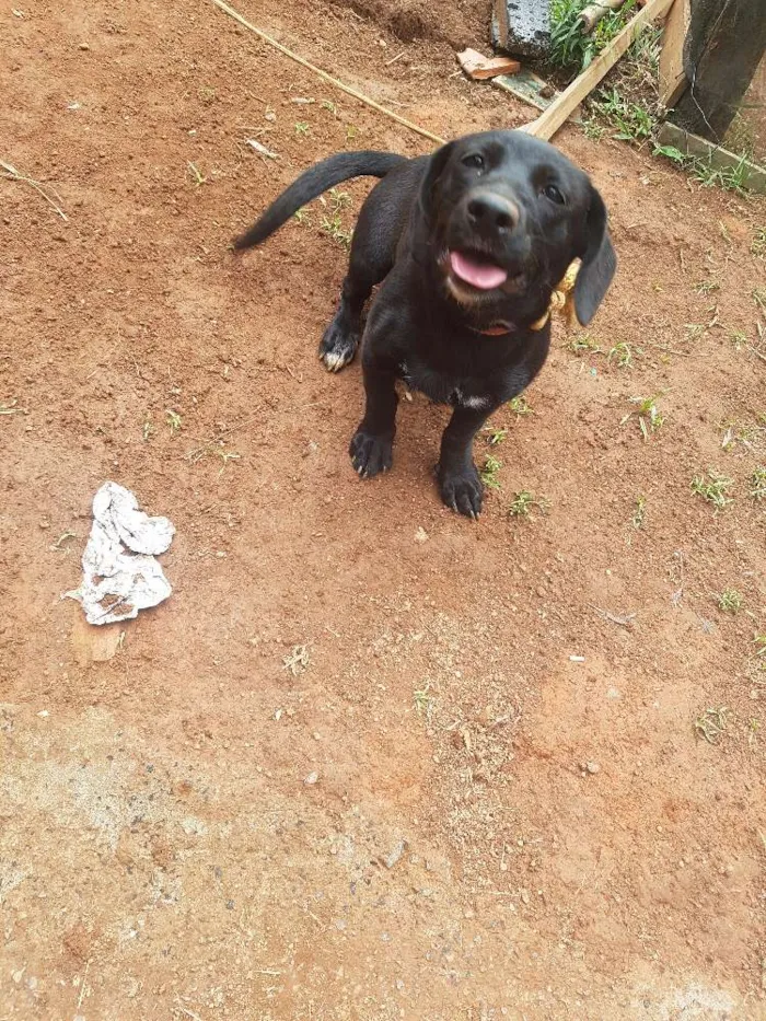 Cachorro ra a Srd idade 2 a 6 meses nome Hanna