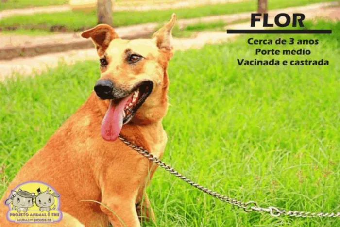 Cachorro ra a SRD idade 4 anos nome Flor