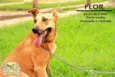 Flor