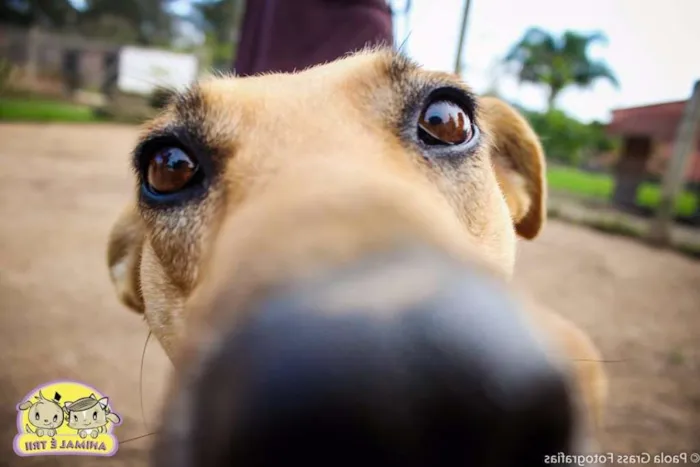 Cachorro ra a SRD idade 4 anos nome Flor