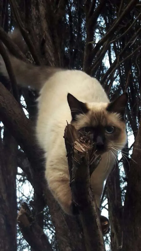 Gato ra a Sem raça definida idade 1 ano nome Tiãozinho