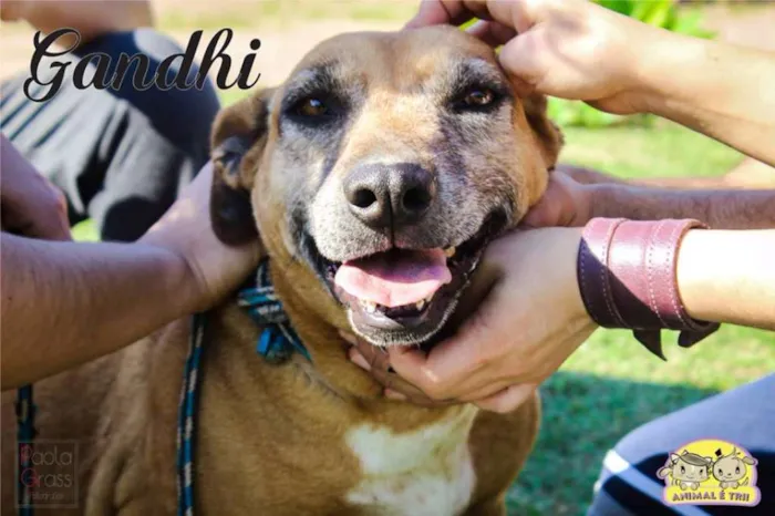 Cachorro ra a SRD idade 6 ou mais anos nome Gandhi