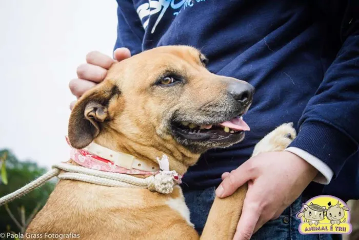 Cachorro ra a SRD idade 6 ou mais anos nome Gandhi