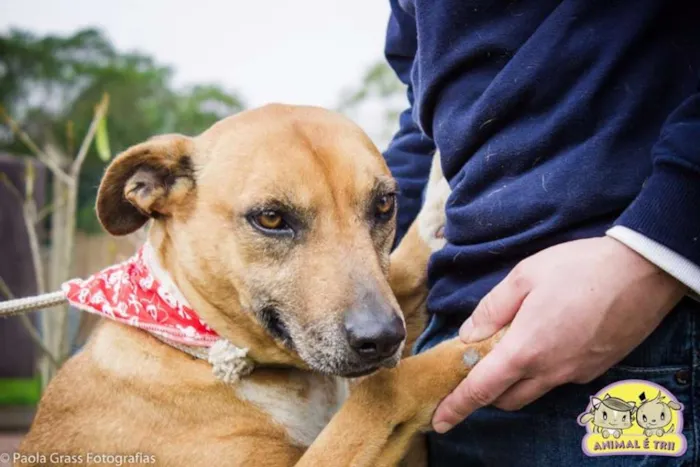 Cachorro ra a SRD idade 6 ou mais anos nome Gandhi