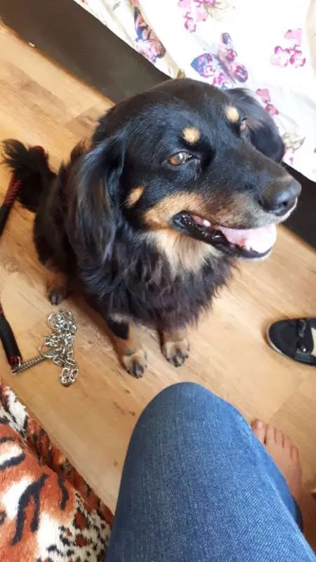 Cachorro ra a  idade 4 anos nome Bob