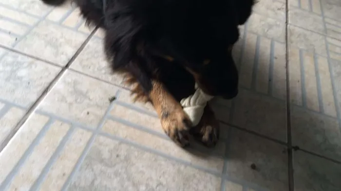 Cachorro ra a  idade 4 anos nome Bob