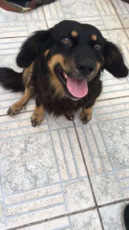 Cachorro ra a  idade 4 anos nome Bob