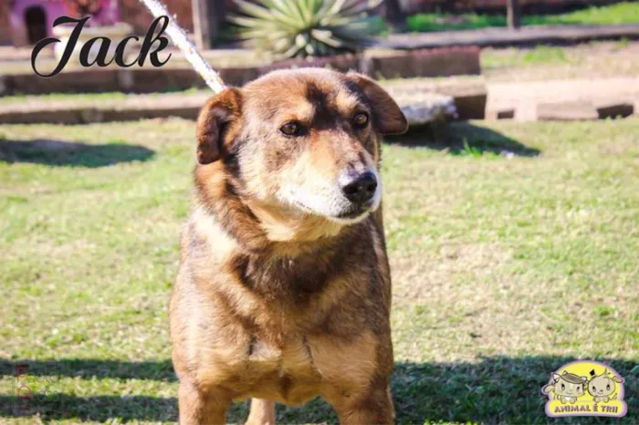 Cachorro ra a SRD idade 6 ou mais anos nome Jack
