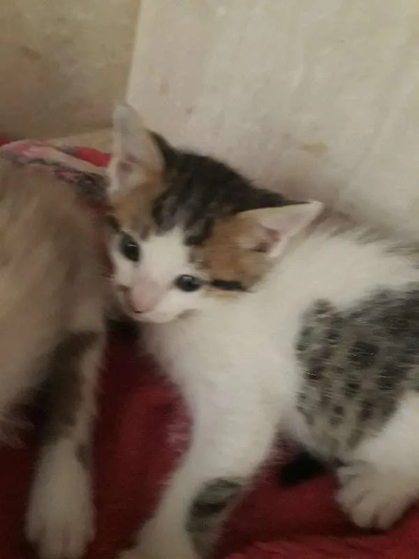 Gato ra a srd idade Abaixo de 2 meses nome Sem Nome