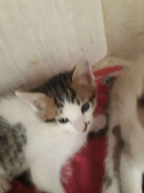 Gato ra a srd idade Abaixo de 2 meses nome Sem Nome