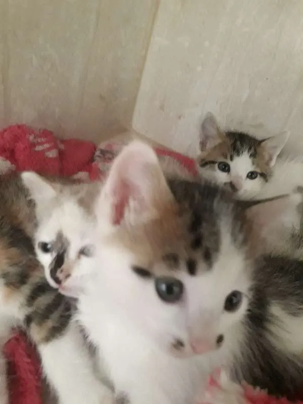 Gato ra a Srd idade Abaixo de 2 meses nome Sem Nome