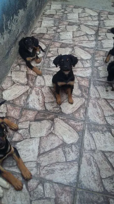 Cachorro raça não sei a raça da mãe idade 2 a 6 meses nome ainda não tem