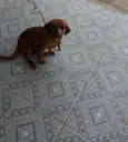 pretinha