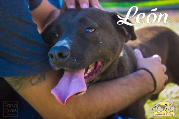 Cachorro ra a SRD idade 3 anos nome León