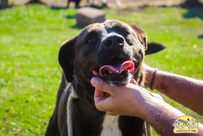 Cachorro ra a SRD idade 3 anos nome León