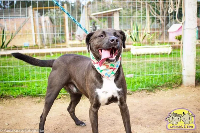 Cachorro ra a SRD idade 3 anos nome León