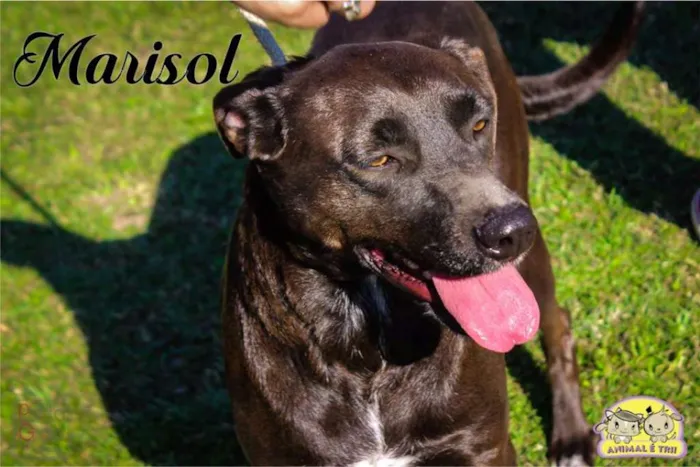 Cachorro ra a SRD idade 3 anos nome Marisol