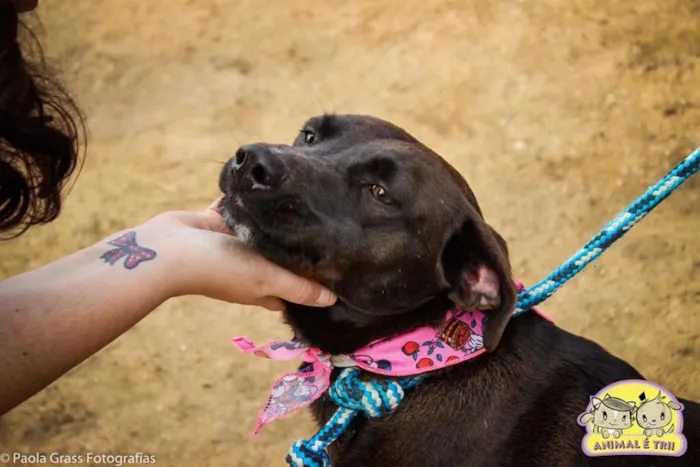 Cachorro ra a SRD idade 3 anos nome Marisol
