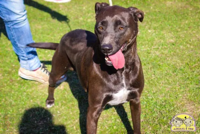 Cachorro ra a SRD idade 3 anos nome Marisol
