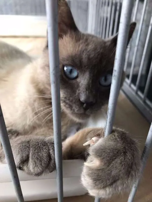 Gato ra a srd idade 7 a 11 meses nome Juju