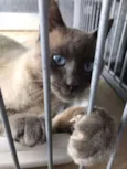 Juju