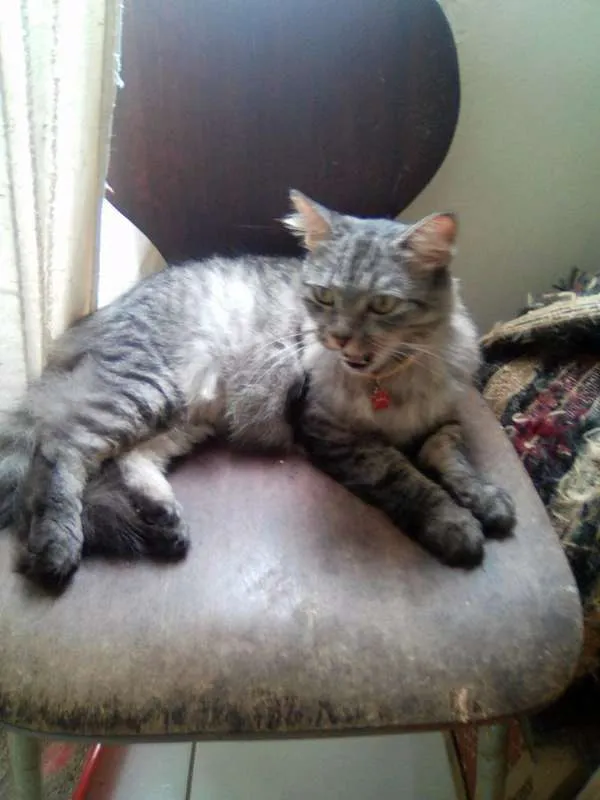 Gato raça SRD idade 1 ano nome MAYA