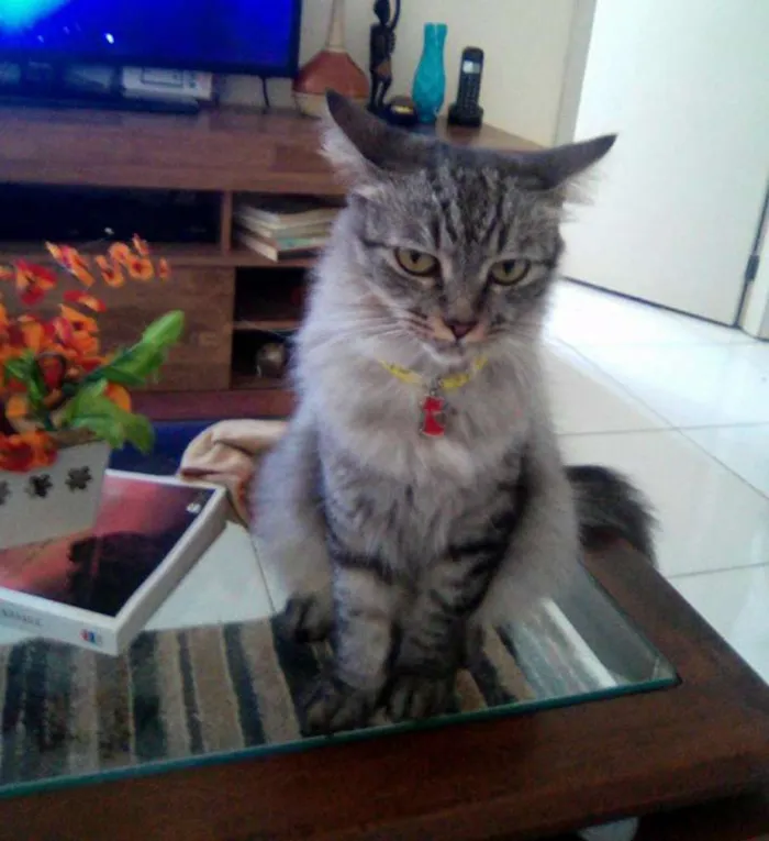 Gato raça SRD idade 1 ano nome MAYA