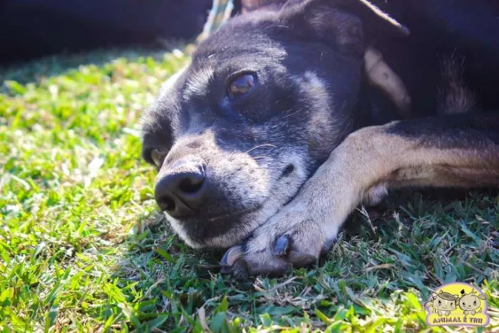 Cachorro ra a SRD idade 6 ou mais anos nome Pinta