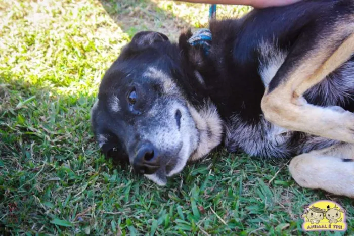 Cachorro ra a SRD idade 6 ou mais anos nome Pinta
