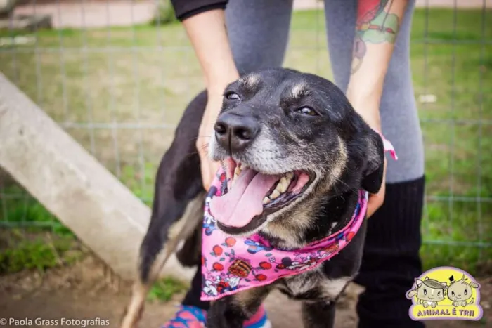 Cachorro ra a SRD idade 6 ou mais anos nome Pinta