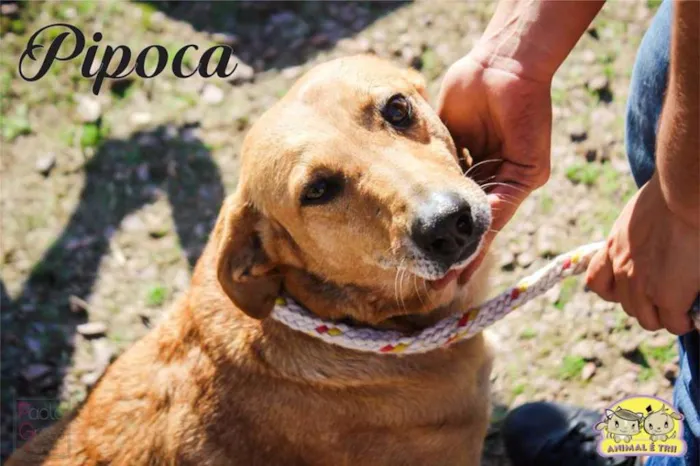 Cachorro ra a SRD idade 6 ou mais anos nome Pipoca